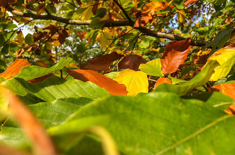 herbst.jpg